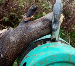 可以用倒鏈拔樹嗎？倒鏈拔樹的方法介紹